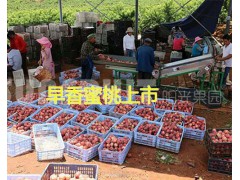 早香蜜桃價格—早紅桃批發(fā)：產地紅河州早蜜桃圖2