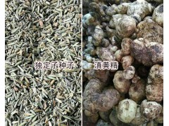 滇黃精根狀莖種植方法-滇黃精鮮貨10噸種苗_紅河州建水黃精圖3