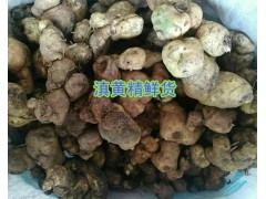 滇黃精根狀莖種植方法-滇黃精鮮貨10噸種苗_紅河州建水黃精圖1