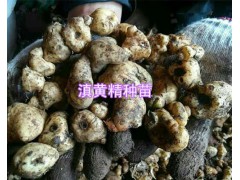 滇黃精根狀莖種植方法-滇黃精鮮貨10噸種苗_紅河州建水黃精圖2