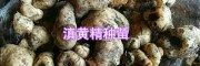滇黃精鮮貨塊莖苗#供應(yīng)普洱、文山黃精種苗_紅河黃精種植
