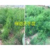 云南哪有天冬苗出售？昆明祿勸大天冬苗批發(fā)