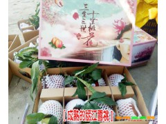 麗江雪桃苗廠家[免費(fèi)技術(shù)指導(dǎo)]_云南雪桃樹苗報(bào)價(jià)表-雪桃公司圖1