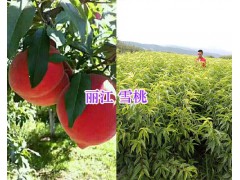 麗江雪桃苗廠家[免費(fèi)技術(shù)指導(dǎo)]_云南雪桃樹苗報(bào)價(jià)表-雪桃公司圖2