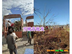 麗江雪桃苗廠家[免費(fèi)技術(shù)指導(dǎo)]_云南雪桃樹苗報(bào)價(jià)表-雪桃公司圖3