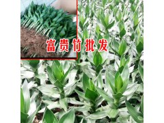 富貴竹\銀柳\基地廠家[免費(fèi)技術(shù)指導(dǎo)]圖2