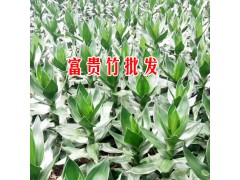 富貴竹\銀柳\基地廠家[免費(fèi)技術(shù)指導(dǎo)]圖3