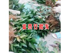 銀柳|荷花竹|觀音竹|富貴竹報(bào)價(jià)表[權(quán)威認(rèn)證]圖2