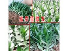 銀柳|荷花竹|觀音竹|富貴竹報(bào)價(jià)表[權(quán)威認(rèn)證]圖3