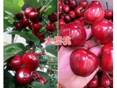 早紅寶石櫻桃苗批發(fā)—云南紅寶石櫻桃苗圖3