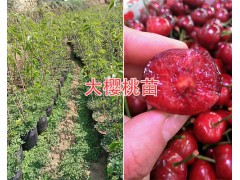 云南車厘子-大櫻桃苗基地：黑珍珠白玉珍珠/拉賓斯-早大果櫻桃圖1