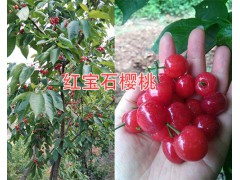 大櫻桃苗價格#砂蜜脫、美早、布魯克斯櫻桃苗出售_云南櫻桃苗圖3