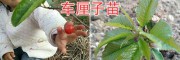 美洲大櫻桃苗&紅寶石甜櫻桃苗-昆明車(chē)?yán)遄用?/></a></div></td>
<td width=