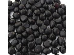 云南麗江金鐵鎖種子_金鐵鎖種子種植技術(shù)圖1