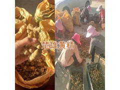 黃精鮮貨批發(fā)-紅花滇黃精塊莖出售_云南滇黃精供應信息圖1