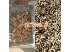 哪有滇黃精小苗？楚雄滇黃精種植基地-13987819680圖3