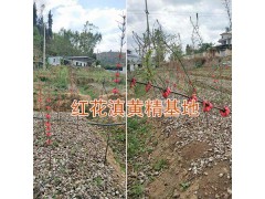 哪有滇黃精小苗？楚雄滇黃精種植基地-13987819680圖2