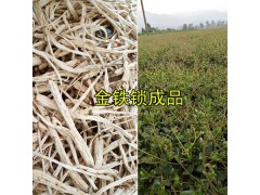 高純度獨定子種子&優(yōu)質(zhì)金鐵鎖種子-昆明金鐵鎖干貨圖2