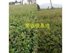 金鐵鎖除草劑&金鐵鎖（獨(dú)定子）肥料——抗病增產(chǎn)套餐圖3