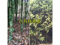 八月桂花樹一棵多少錢#云南八月桂批發(fā)圖1