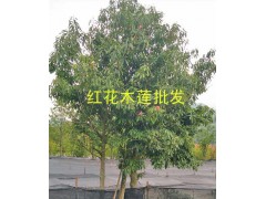 紅花木蓮供應(yīng)商：云南16-20公分紅花木蓮樹(shù)批發(fā)圖2