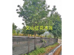 紅花木蓮供應(yīng)商：云南16-20公分紅花木蓮樹(shù)批發(fā)圖3