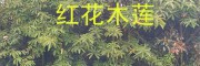 紅花木蓮樹一棵多少錢？紅花木蓮批發(fā)