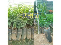 無(wú)籽沃柑苗多少錢(qián)一棵-嫁接沃柑苗批發(fā)_玉溪沃柑苗基地圖1