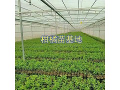 云南冰糖橙苗批發(fā)：玉溪錦紅冰糖橙苗&錦蜜冰糖橙苗圖3