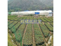 云南冰糖橙苗批發(fā)：玉溪錦紅冰糖橙苗&錦蜜冰糖橙苗圖2