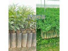 供應(yīng)廣西、云南冰糖橙苗：錦蜜冰糖橙苗#錦紅冰糖橙苗批發(fā)圖3