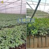 供應(yīng)廣西、云南冰糖橙苗：錦蜜冰糖橙苗#錦紅冰糖橙苗批發(fā)