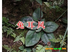 兔耳風(fēng)_兔耳風(fēng)中藥材分布在什么地方？圖3