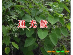 青葉膽圖片 青葉膽價格-大貨有售。-13888679809圖2