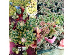 昆明哪里多肉植物多、質量好？—肖家營村姐妹園藝多肉大棚基地圖2