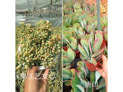 進(jìn)口品種多肉種類-云南韓國多肉培育基地圖1