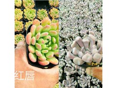 進(jìn)口品種多肉種類-云南韓國多肉培育基地圖2