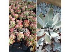 好看的韓國多肉植物/昆明多肉銷售：紅葉季多肉-火季/紅之林圖1