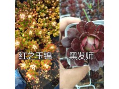 云南多肉批發(fā)/韓國(guó)進(jìn)口多肉品種-大棚多肉培育圖2