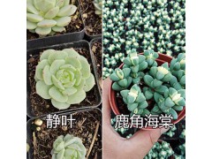 云南多肉批發(fā)/韓國(guó)進(jìn)口多肉品種-大棚多肉培育圖1