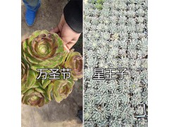 稀有多肉植物圖鑒：云南多肉植物園區(qū)-昆明進口多肉銷售圖2