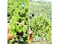 云南多肉批發(fā)/韓國(guó)進(jìn)口多肉品種-大棚多肉培育圖3