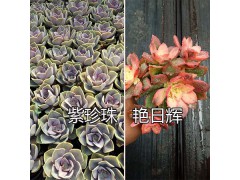 昆明哪里多肉植物多、質量好？—肖家營村姐妹園藝多肉大棚基地圖3