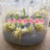 2018川貝母苗一棵多少錢？云南川貝母組培苗供應(yīng)