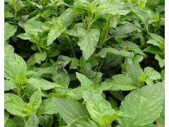 新靈香草產(chǎn)地信息_文山州馬關(guān)縣篾廠鄉(xiāng)圖1