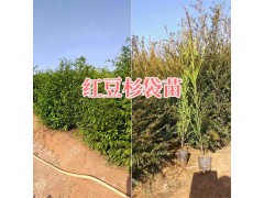 紅豆杉袋苗批發(fā)—云南紅豆杉種植技術-13888362805圖2