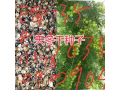 哪里有大天冬苗賣？干天冬種子-麗江天冬中藥材種植基地圖2