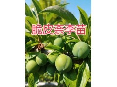 紅河州沃柑苗-/開遠(yuǎn)沃柑袋苗批發(fā)基地圖3