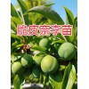 脆皮奈李批發(fā)-云南開遠脆皮奈李苗