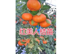 紅河州沃柑苗-/開遠(yuǎn)沃柑袋苗批發(fā)基地圖2
